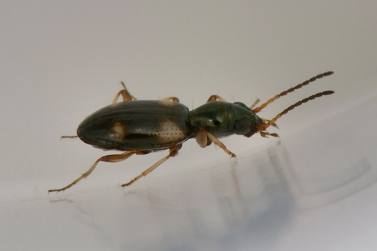 Bembidion quadrimaculatum, Carabidae